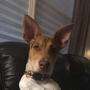 Meet your Posher, John david